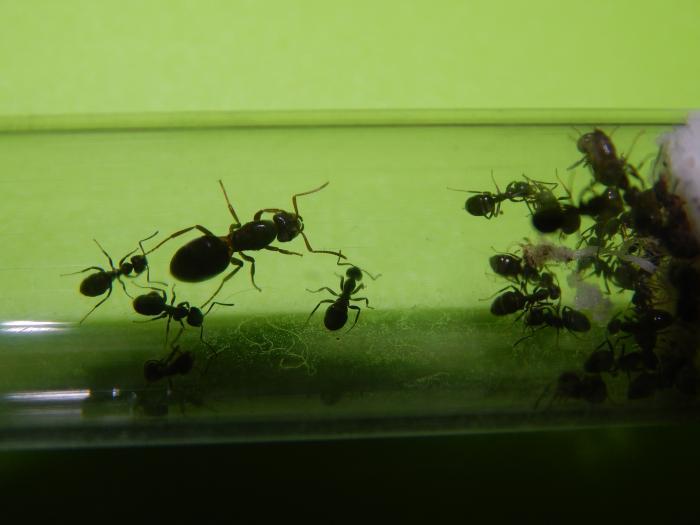 Можно разглядеть расплод)